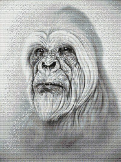 Yeti