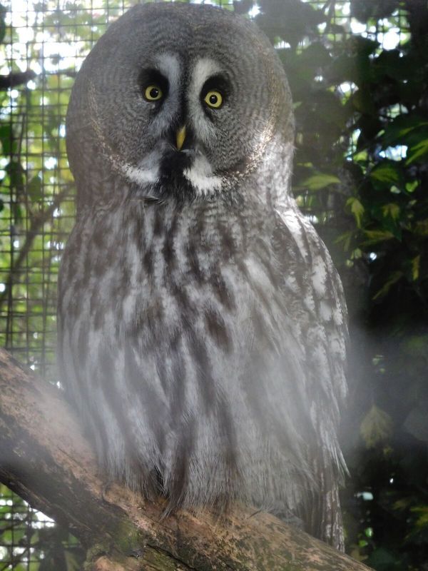 owl