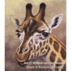 Female Giraffe