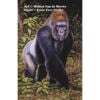 WVDM-WLGorilla Western Lowland Gorilla