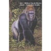 WVDM-WLGorilla-grid Western Lowland Gorilla