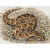 WvdM-PuffAdder Puff Adder