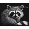 SM-Draccoon Draccoon