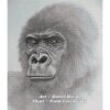 DB-Gorilla Gorilla