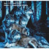 Forest Wolves