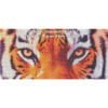 Tiger Stare