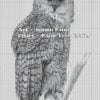 Barred Owl