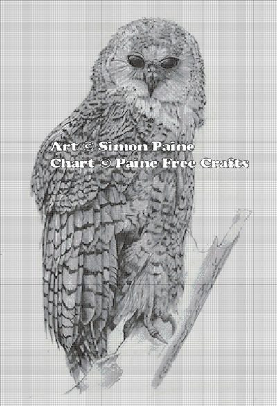 Barred Owl - Image 2