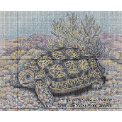 Speckled Padloper - Image 2