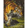 HE-BengalTiger Bengal Tiger