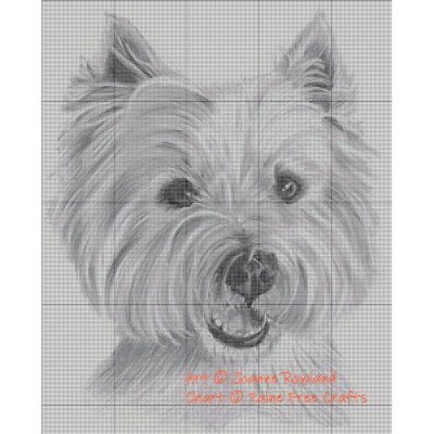 Buster the Westie - Image 2