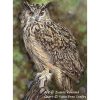 Imperial, the Eagle Owl