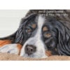 Beau the Bernese Mountain Dog