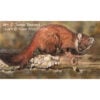 JR-Endurance Endurance the Pine Marten