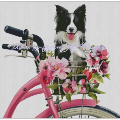 Border Collie Biker (Lorri Kajenna)