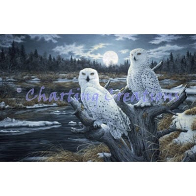 Snowy Owls (Jeff Tift)