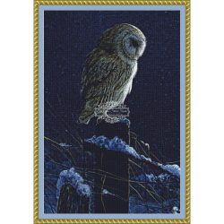 Silent Night Barn Owl (CROP) (Jeremy Paul)