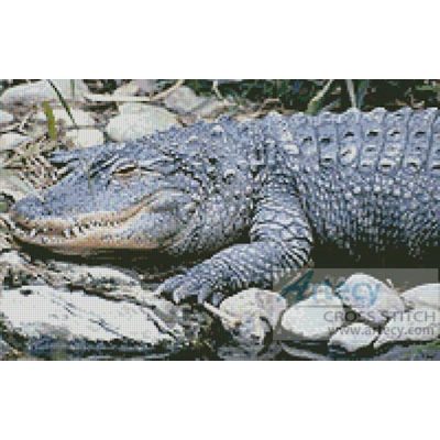 Alligator 1