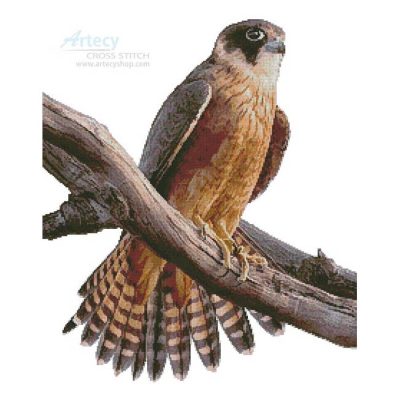 Australian Hobby (David Cook Wildlife Photography)