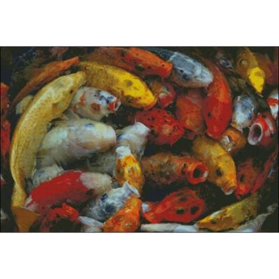 Koi Fish Frenzy (Public Domain or Stock Art (Licenced))