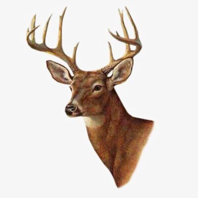 The Whitetail Buck (Public Domain or Stock Art (Licenced))
