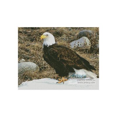 Bald Eagle Photo (Tim Urbaniak)