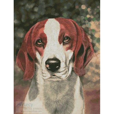 Beagle Dog Portrait (Helen Chugg)