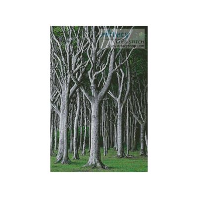 Beech Trees (Radius Images - Corbis)