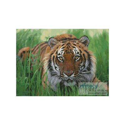 Bengal Tiger in Grass (www.photorack.net)