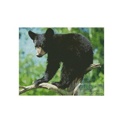 Black Bear Cub (www.photos.com)