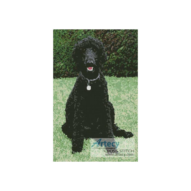 Black Poodle