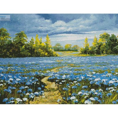 Blossoming Cornflowers (Dred2010 - Fotolia)
