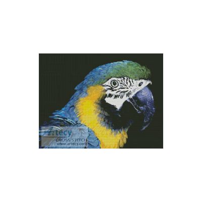 Blue and Yellow Macaw (www.photostogo.com)