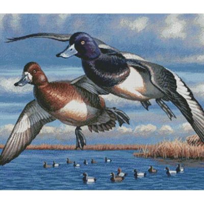 Bluebills (Cynthie Fisher)