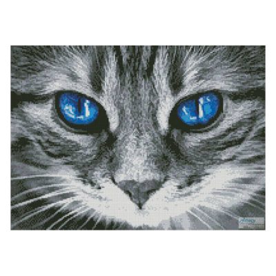 Blue Eyed Kitty (Alexas Fotos - Unsplash)