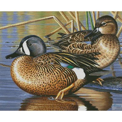 Blue Winged Teal Ducks (Cynthie Fisher)