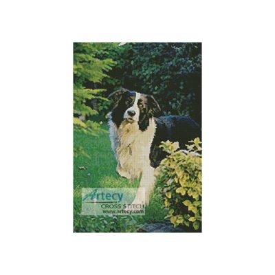 Border Collie (Els)
