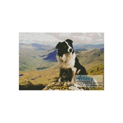 Border Collie in the Hills (Els)
