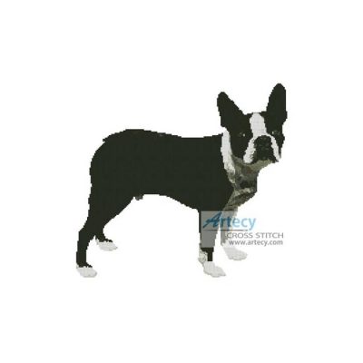 Boston Terrier
