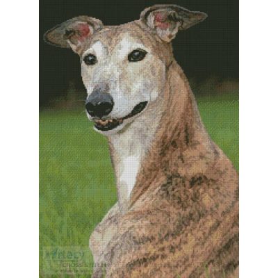 Brindle Greyhound (ssspablo - Fotolia)