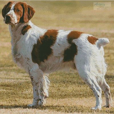 Brittany Spaniel (Skeeze - Pixabay)