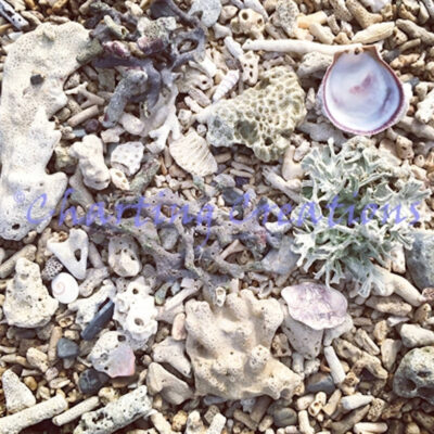 Beach Coral (Charting Creations)