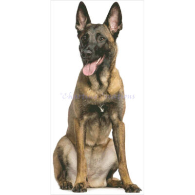 Belgian Shepherd (Charting Creations)