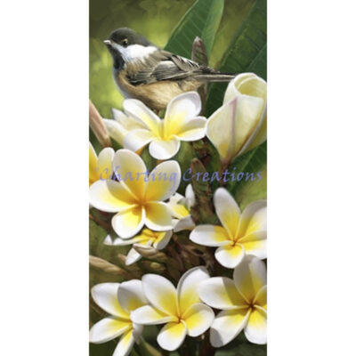 Black Capped Chickadee (Kip Richmond)