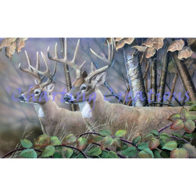 Blackberry Vines White Tail Deer (Kip Richmond)