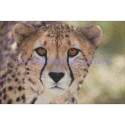 Cheetah Stare (Charting Creations)