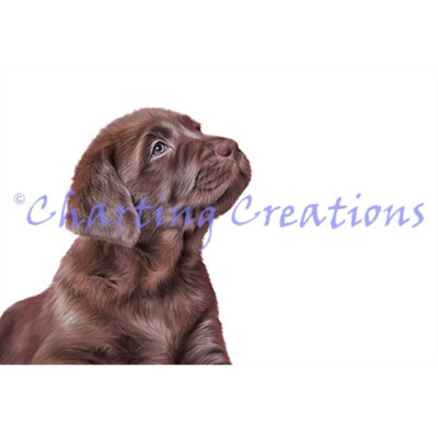 Chocolate Lab Puppy (Charting Creations)