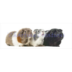 Guinea Pigs (Charting Creations)