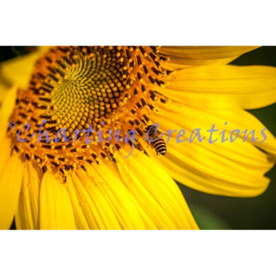 Honeybee Sunflower (Charting Creations)