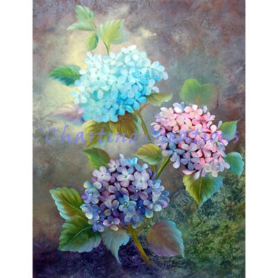 Hydrangeas (Mara Trumbo)